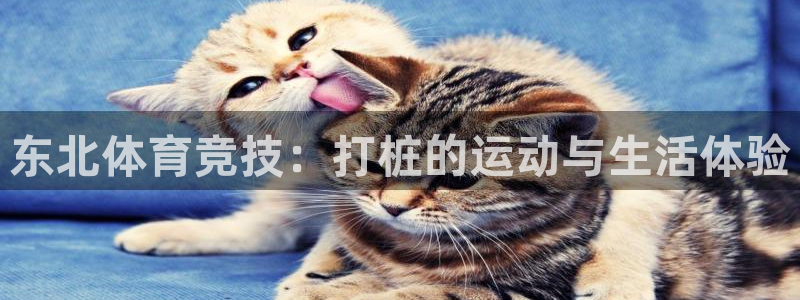 东北体育竞技：打桩的运动与生活体验